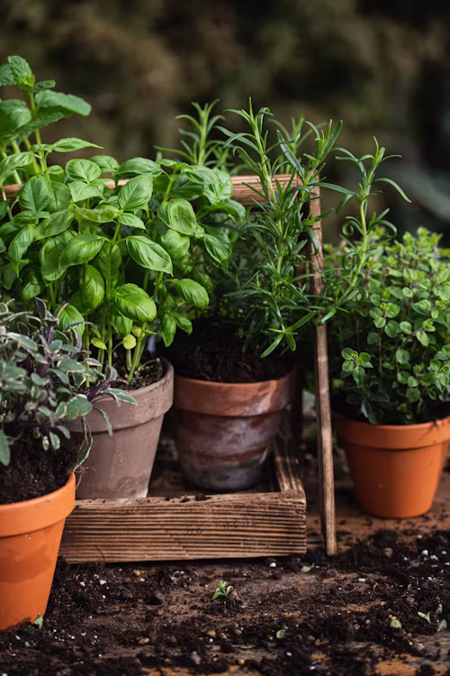 5 Essential Herbs Anyone Can Grow — Even If You Kill Everything Else