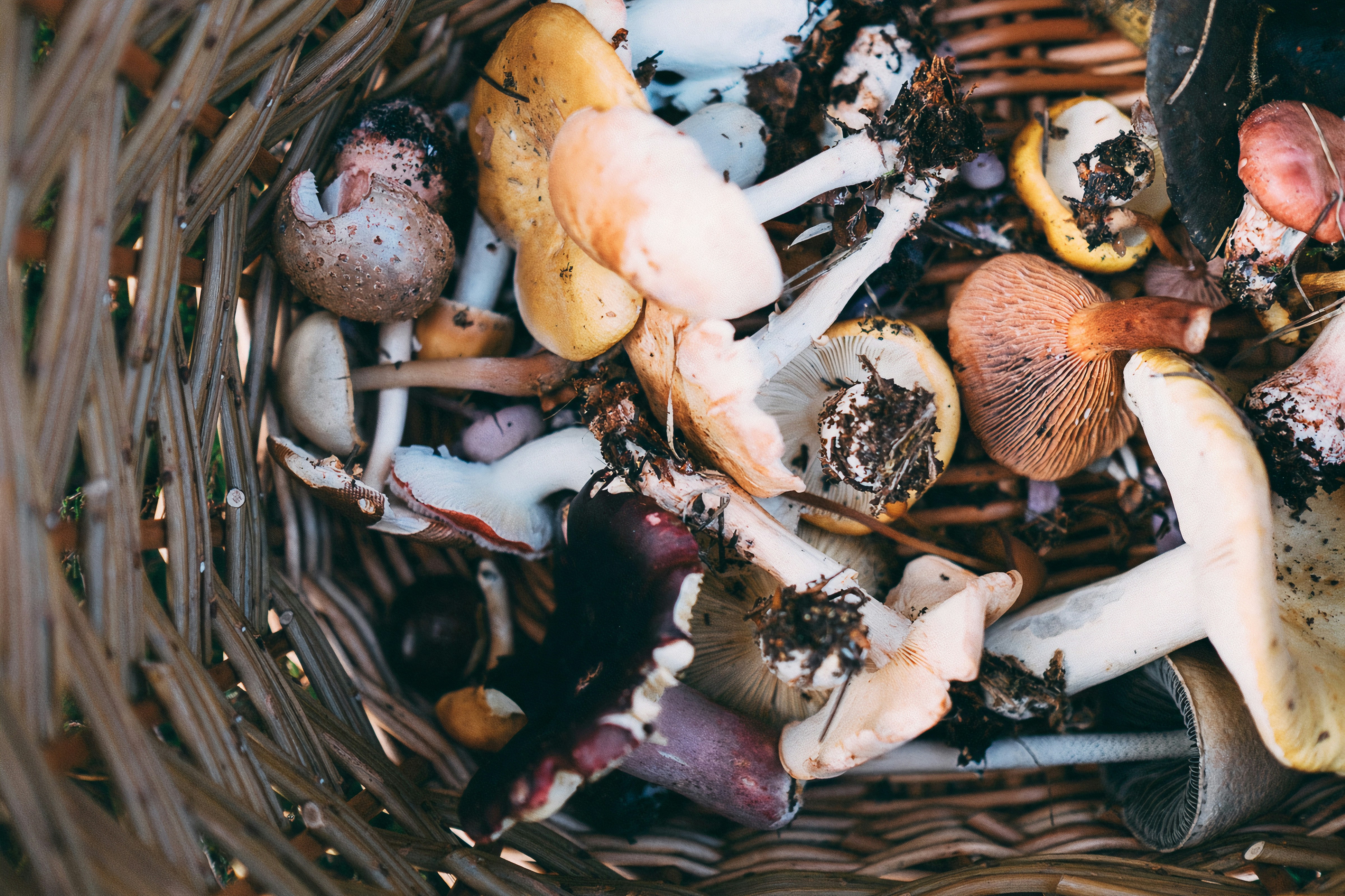 Wild Fungi and Plants — Identification, Law, and Critical Safety Rules