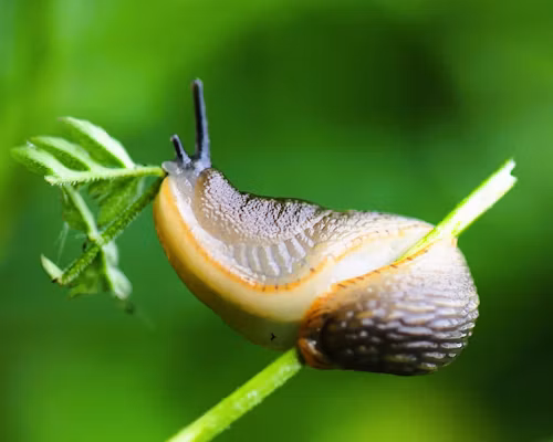 Keeping Slugs and Pests Away — Simple, Natural Ways to Protect Your Plants